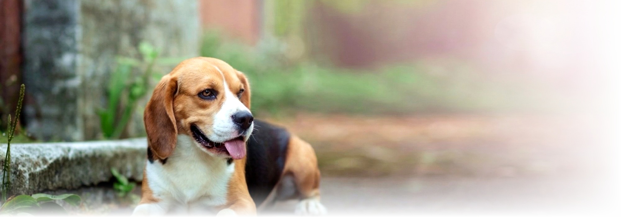 A child on a horse with a golden retriever in the mountains, the moment that inspired Nyle